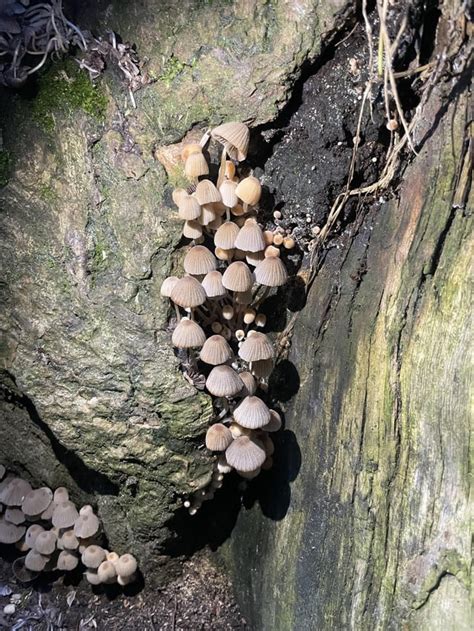 Are These Liberty Caps Rshroomery