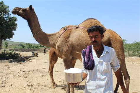 Camel Milk Inspires Hope For Herders