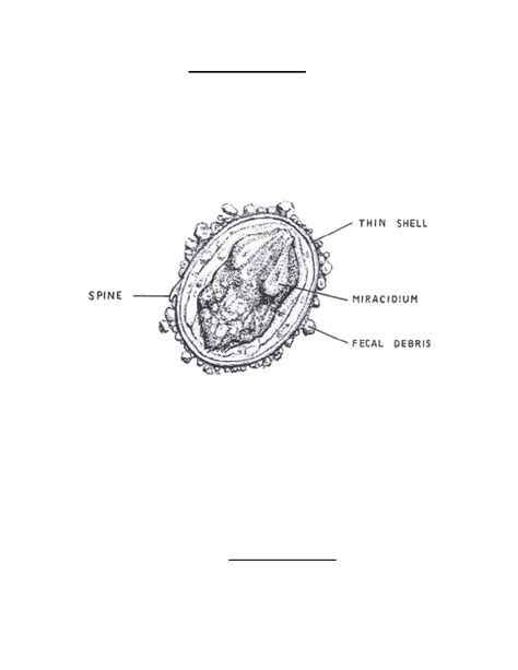 Schistosoma Japonicum Ova