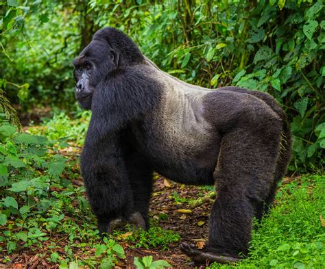 Endangered mountain gorilla populations are rising thanks to conservationists - Lonely Planet