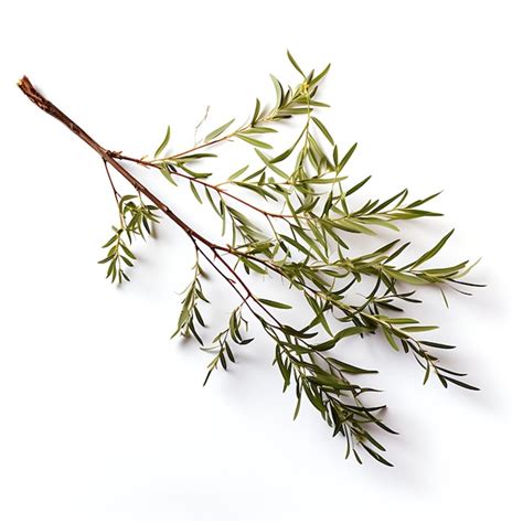 Premium AI Image | Isolated of Tamarisk Tree Scale Like Leaves ...