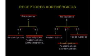 Teorico Sistema Nervioso Autonomo Eutm 2018 Pdf