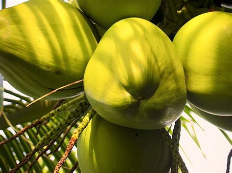 Palm Delicacies What Palm Fruits Are Good To Eat Palms Online Australia