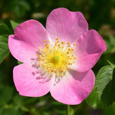 Rosa eglanteria (Rosa rubriginosa) | Rose, rosa, 1.2 m x 0.9 m (1550 ...