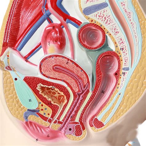 Pelvic Sagittal Section Model Urinary System Model Of Internal And