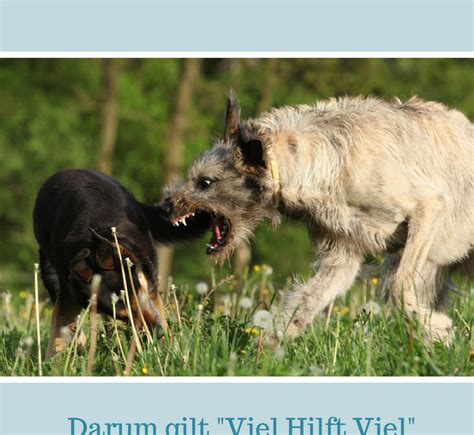 Hundeerziehung hyperaktive Hunde Das richtige Maß im Hundetraining