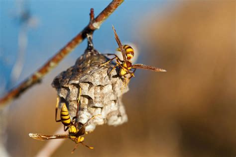 Ground Hornet Sting