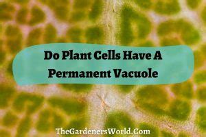 Do Plant Cells Have A Permanent Vacuole? Learn About Its Role Here ...