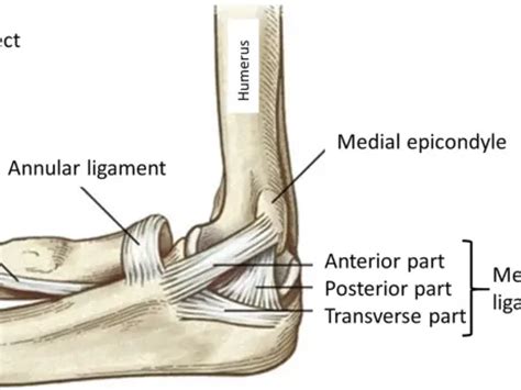 Elbow Anatomy Ligaments