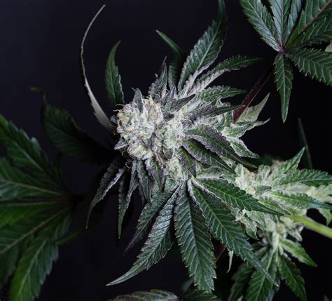 La Bomba (Compound Genetics) | International Cannagraphic Magazine Forums