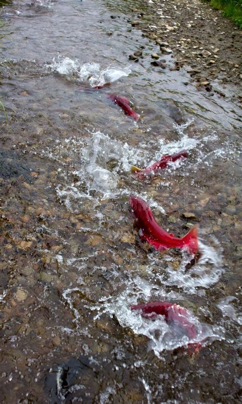 Spawning Kokanee Sockeye Salmon Stock Photo - Image of food, breeding ...