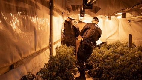 Three Arrested After More Than 5 000 Cannabis Plants Found In Raid