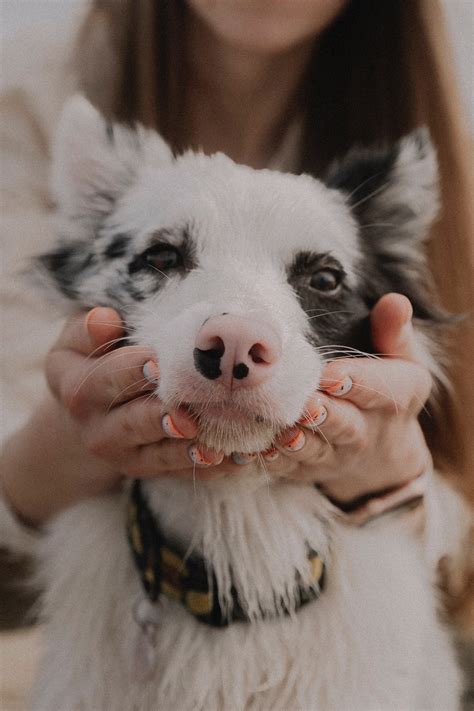 Qué Razas Son Los Mejores Perros De Apoyo Emocional