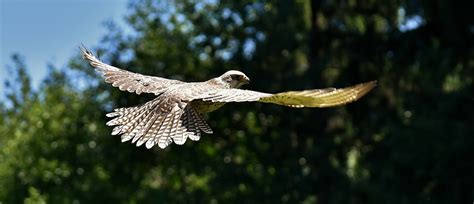 Falcon Birds Of Prey Bird Wild - Free photo on Pixabay - Pixabay