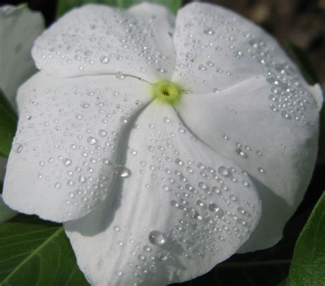 Free Images White Leaf Flower Petal High Botany Flora Close Up