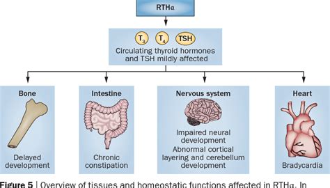 [PDF] Thyroid hormone receptors and resistance to thyroid hormone ...