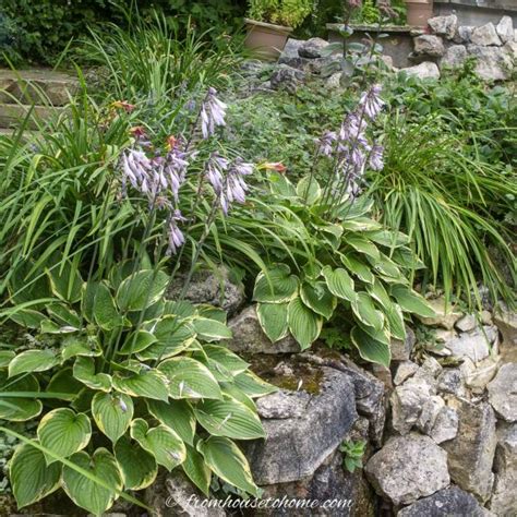 Hosta Companion Plants What To Plant With Hostas Gardening From