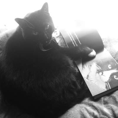 Catsparella: Book Review: Henri, le Chat Noir: The Existential Musings ...