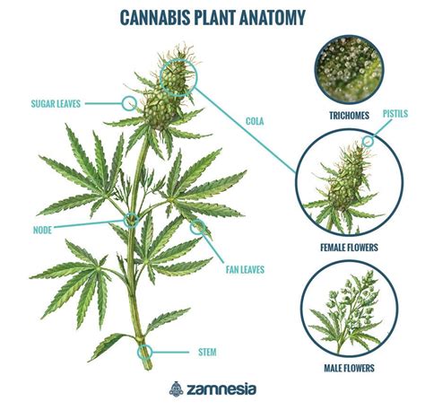 Diagram Cannabis Root System Types Of Root Systems In Plants