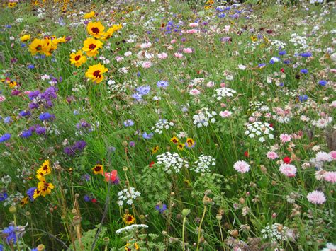 How To Plant A Prairie Garden Farm And Dairy