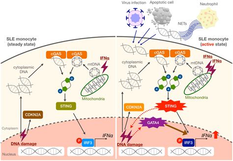 Frontiers Enhanced GATA4 Expression In Senescent Systemic Lupus