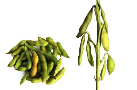 Premium Photo Green Soybeans On White