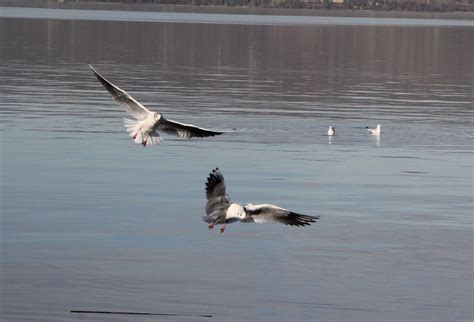 Sapanca ve Taraklı 2024 e hareketli girecek Haberlisin Sakarya dan