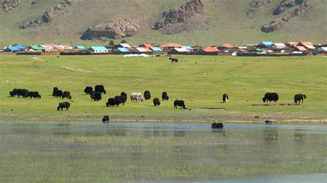 Yak Cattle Crossing The Rivers Waters In The Mongolian Meadows