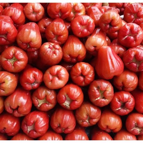 Jual Jambu Merah Madu Kg Shopee Indonesia