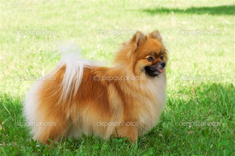 Brown pomeranian dog Stock Photo by ©tandemich 39712341