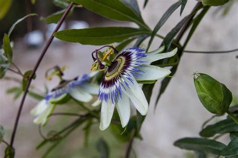 All About Paraguays National Flower The Bluecrown Passionflower