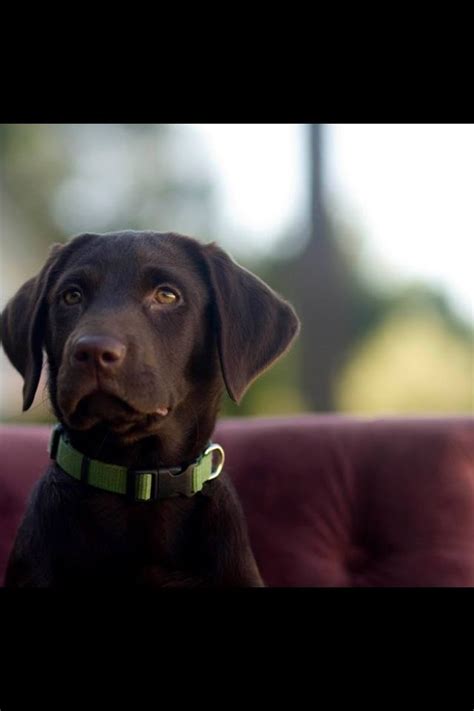 Chocolate Lab Puppy Melissa Gray Photography Labrador Retriever