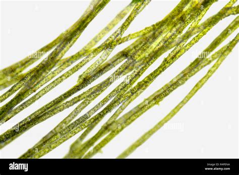 Microscopic Zygnema Algae Detail Stock Photo Alamy