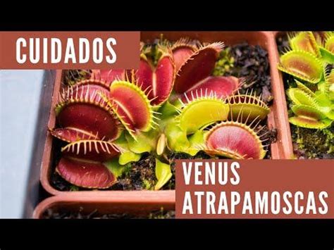 Hablemos De Dionaea Muscipula Cuidados De Venus Atrapamoscas