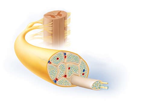 Cross Section Of A Peripheral Spinal Nerve Diagram Quizlet