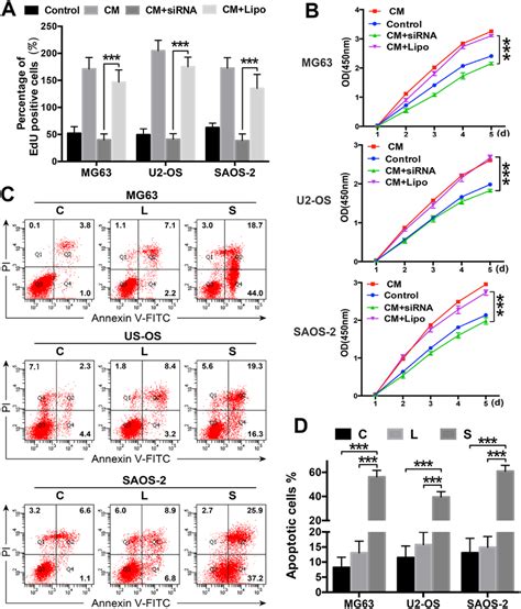 Adscs Promote Cell Proliferation And Regulate Apoptosis Via Stat3 Download Scientific Diagram