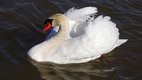 Cygne Blanc Lac Oiseau Oiseaux Photo Gratuite Sur Pixabay Pixabay