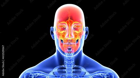 Human body diagram representing the headache Stock Illustration | Adobe ...