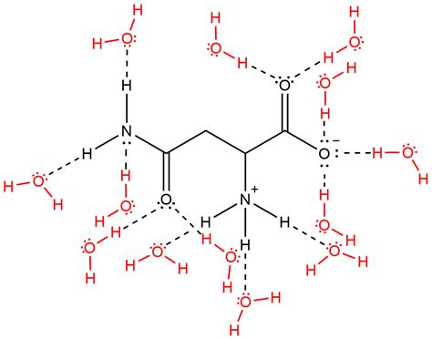 Asparagine Is A Polar Amino Acid Shown Here At Ce PH 7 Quizlet