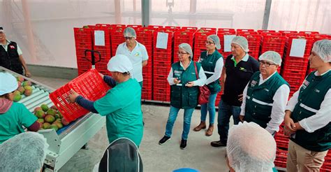 Senasa oficializa inicio de campaña de exportación de mango en Ancash