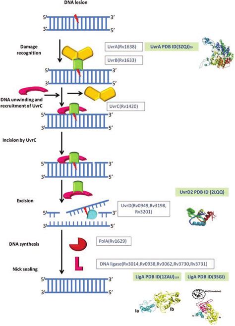 Nucleotide Excision Repair Of Dna Damage