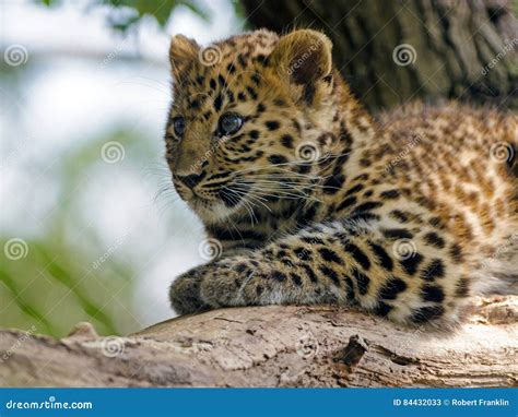 Un Cucciolo Del Leopardo Dell Amur Immagine Stock Immagine Di