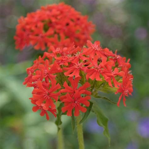 Firletka Chalcedo Ska Lychnis Chalcedonica Opis Wygl D Wymagania