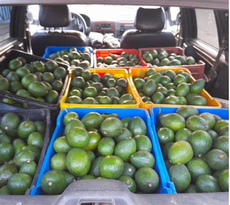 Asegura SSP a uno en posesión de 270 kilos de aguacate