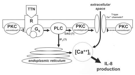 Schematic Representation Summarizing The Putative Signaling Pathways Download Scientific