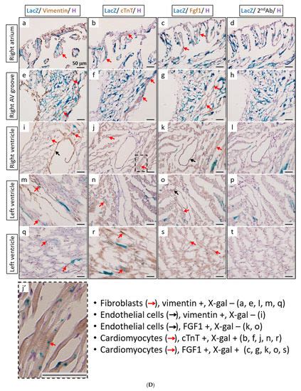 Cells Free Full Text Establishing F1a Creert2 Mice To Trace Fgf1