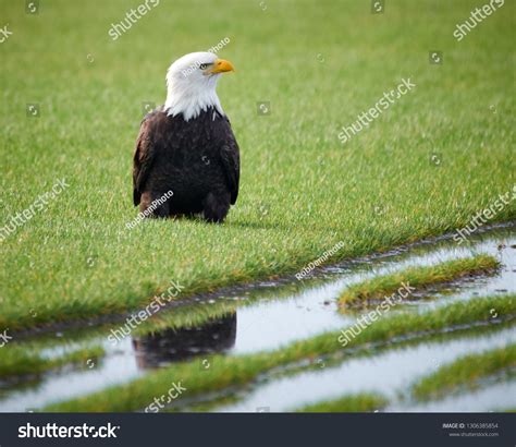 Bald Eagle Largest Prey Stock Photo 1306385854 | Shutterstock