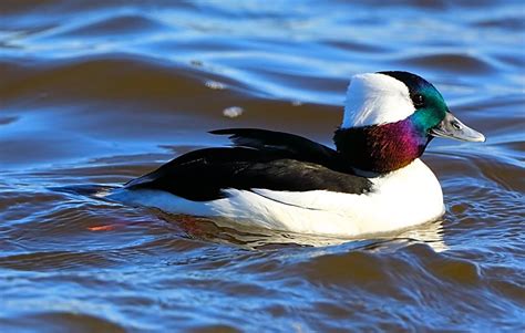 Male Bufflehead Duck Photograph by Bewokephotography Krob - Pixels