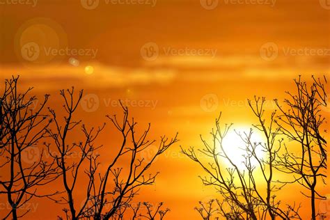 Silhouette Of Tree In Sunset Silhouette Of A Tree Nature Background Sunset Tree Silhouette Has