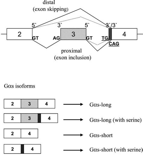 Exon Intron Organization Map Of Exons 2 4 Of The Human G S Gene Download Scientific Diagram